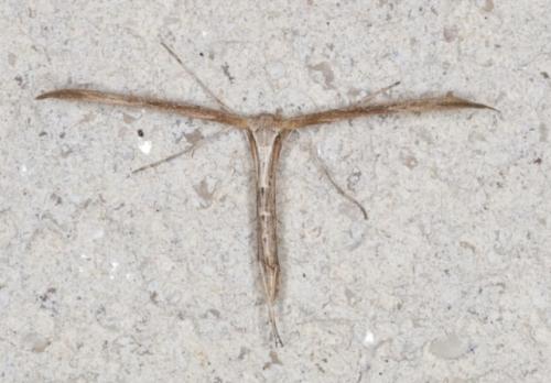Emmelina monodactyla